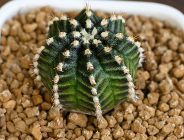 Gymnocalycium mihanovichii, Tayland 'da yetişen bir kaktüs veya sulu ağaç türüdür..