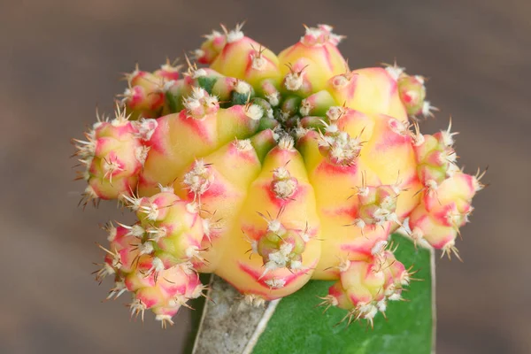 Gymnocalycium Mihanovichii Разновидность Кактуса Суккулентного Дерева Привезенного Таиланда — стоковое фото