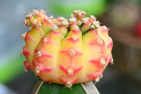 Gymnocalycium Mihanovichii Est Type Cactus Arbre Succulent Qui Est Élevé — Photo