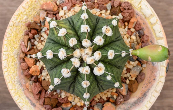 Gymnocalycium Mihanovichii Een Uit Thailand Gekweekte Soort Cactus Vetplanten — Stockfoto