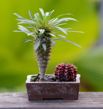 Lophophora williamsii, Kaktüs veya sulu ağaç süslemesi ahşap çizgili arka planda saksıda.