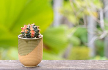 Lophophora williamsii, Kaktüs veya sulu ağaç süslemesi ahşap çizgili arka planda saksıda.