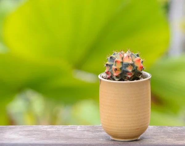 Lophophora Williamsii Cactus Succulents Tree Decorativo Vaso Flores Sobre Fundo — Fotografia de Stock