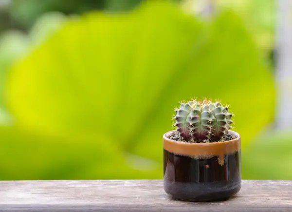 Lophophora Williamsii Kaktusz Vagy Zamatos Díszítő Virágcserép Csíkos Háttér — Stock Fotó