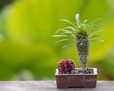 Lophophora williamsii, Kaktüs veya sulu ağaç süslemesi ahşap çizgili arka planda saksıda.