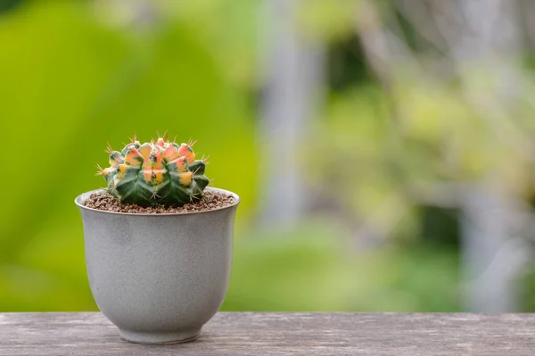 Lophophora Williamsii Cactus Succulents Tree Decorativo Vaso Flores Sobre Fundo — Fotografia de Stock