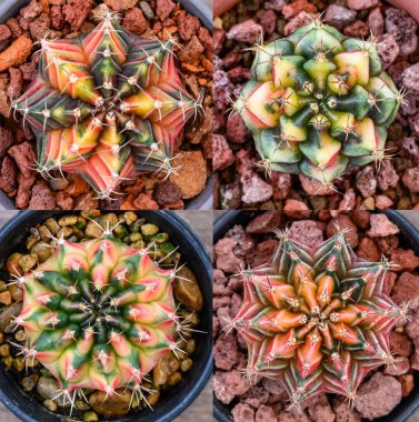 Gymnocalycium mihanovichii, Tayland 'da yetişen bir kaktüs veya sulu ağaç türüdür..