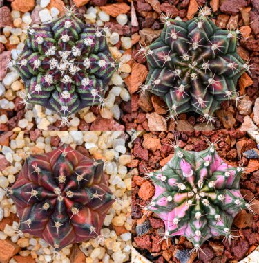Gymnocalycium mihanovichii, Tayland 'da yetişen bir kaktüs veya sulu ağaç türüdür..
