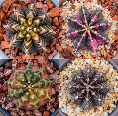 Gymnocalycium mihanovichii, Tayland 'da yetişen bir kaktüs veya sulu ağaç türüdür..