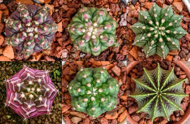 Gymnocalycium mihanovichii, Tayland 'da yetişen bir kaktüs veya sulu ağaç türüdür..