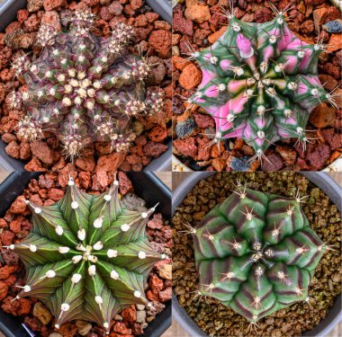Gymnocalycium mihanovichii, Tayland 'da yetişen bir kaktüs veya sulu ağaç türüdür..