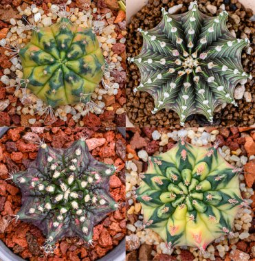 Gymnocalycium mihanovichii, Tayland 'da yetişen bir kaktüs veya sulu ağaç türüdür..