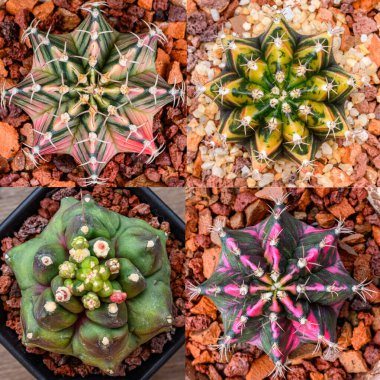 Gymnocalycium mihanovichii, Tayland 'da yetişen bir kaktüs veya sulu ağaç türüdür..