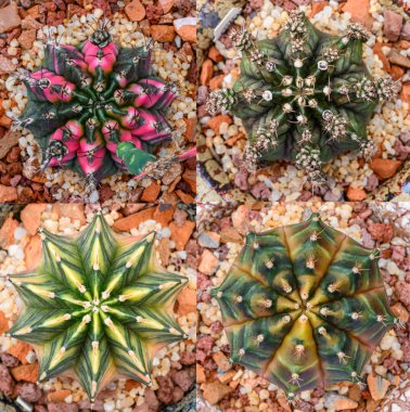 Gymnocalycium mihanovichii, Tayland 'da yetişen bir kaktüs veya sulu ağaç türüdür..