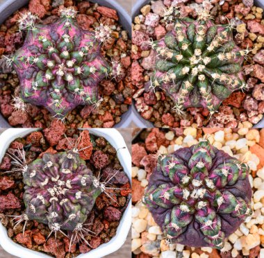 Dinozor bir tür Gymnocalycium mihanovichii, Tayland 'da yetişen bir kaktüs veya sulu ağaç türüdür..