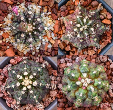 Dinozor bir tür Gymnocalycium mihanovichii, Tayland 'da yetişen bir kaktüs veya sulu ağaç türüdür..