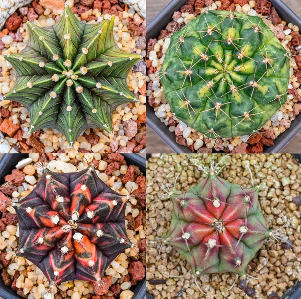 Gymnocalycium mihanovichii, Tayland 'da yetişen bir kaktüs veya sulu ağaç türüdür..