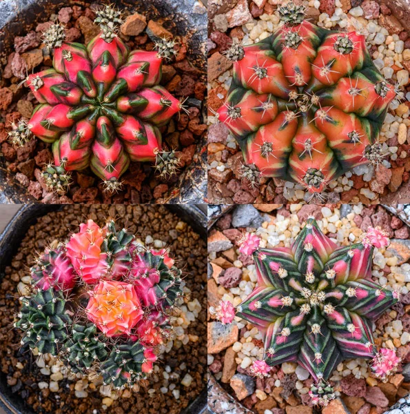 Gymnocalycium mihanovichii, Tayland 'da yetişen bir kaktüs veya sulu ağaç türüdür..