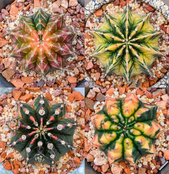 Gymnocalycium mihanovichii, Tayland 'da yetişen bir kaktüs veya sulu ağaç türüdür..