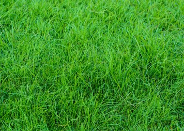  golf sahasında günbatımı tim yeşil çim desen