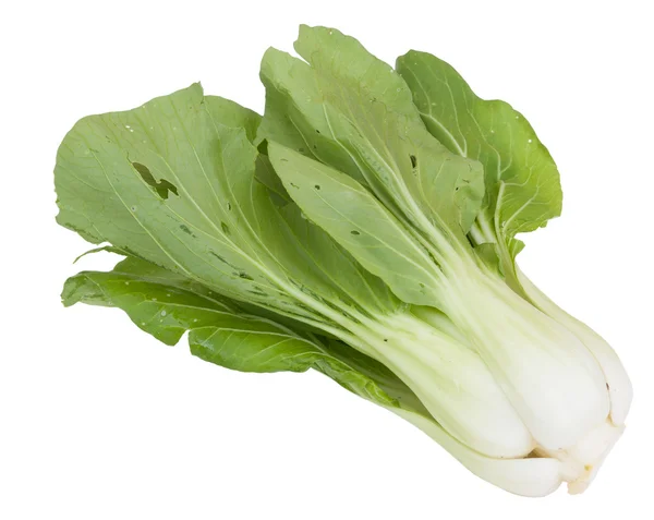 Col vegetal china fresca sobre fondo blanco — Foto de Stock