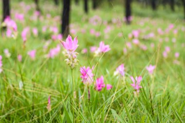 çiçek açan çiçek vahşi siam Lale