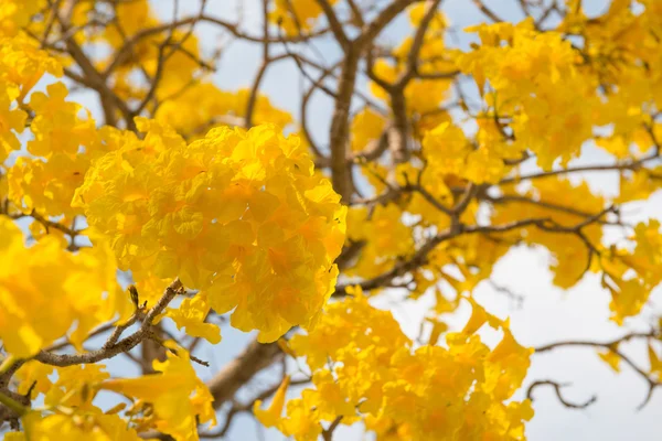 Árbol trompeta de plata — Foto de Stock