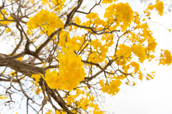 Серебряная труба
