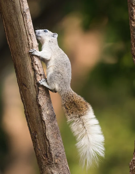Squirrel or small gong, Small mammals on tree — Stock Photo, Image