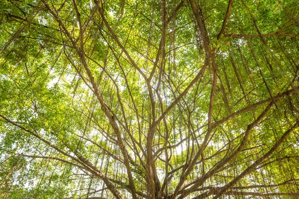 Banyan-Baum — Stockfoto