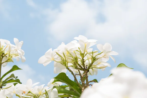 鸡蛋花，鸡蛋花盛开. — 图库照片