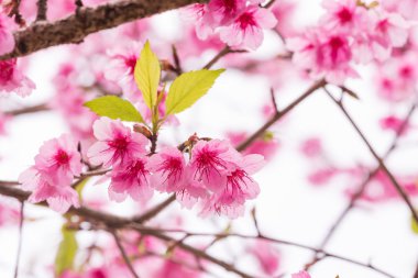 Tay Sakura ağacı, prunus cerasoides üzerinde kışın