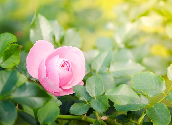 Bahçedeki güzel pembe gül — Stok fotoğraf