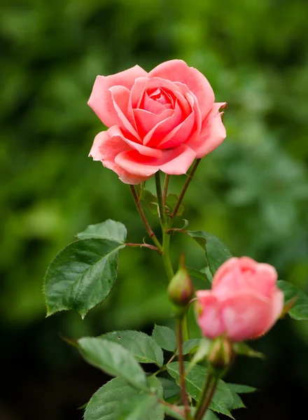 Beautiful pink rose in a garden — Stock Photo, Image