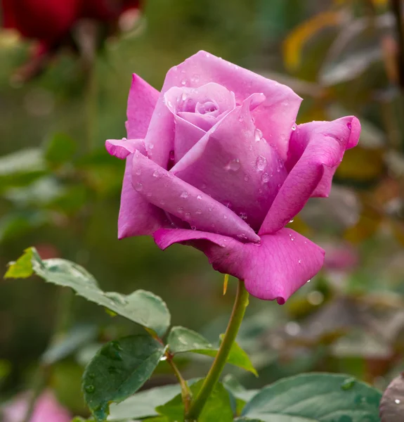 Bella rosa viola in un giardino — Foto Stock