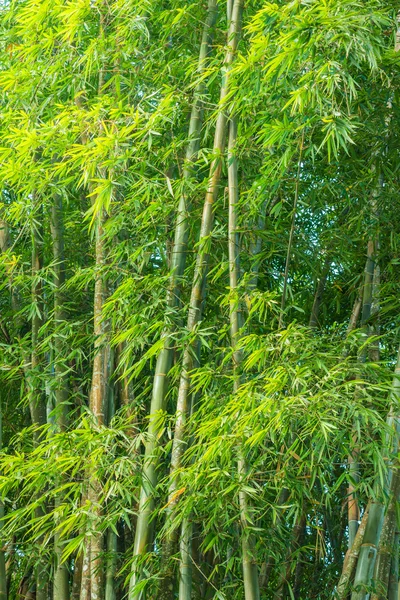 Stor frisk bambus lund i skov - Stock-foto