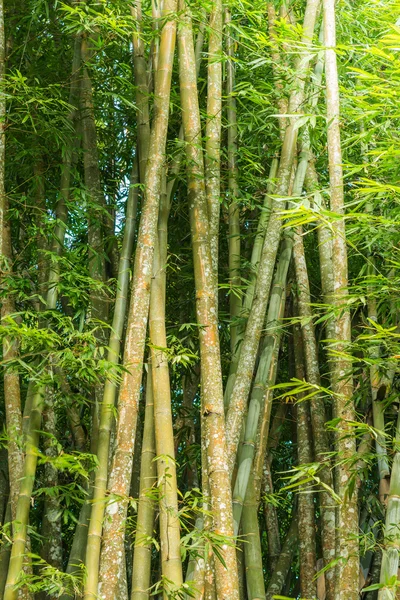 Big fresh bamboo grove in forest — Stock Photo, Image