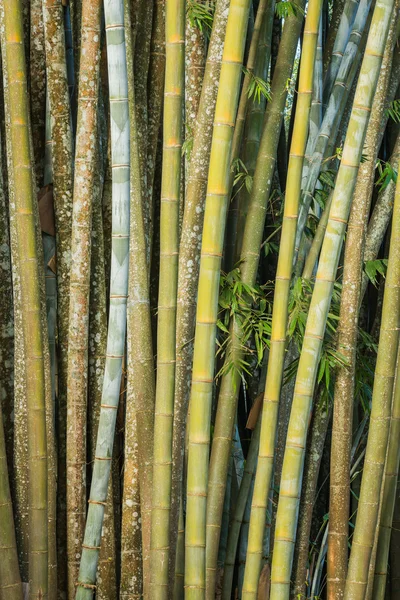 Grand bambou frais dans la forêt — Photo