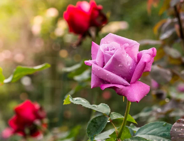 Beautiful violet rose in a garden — Stock Photo, Image