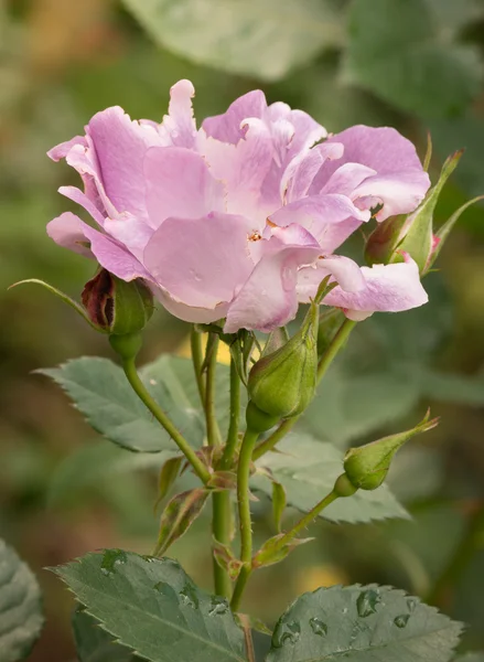 Beautiful violet rose in a garden — Stock Photo, Image