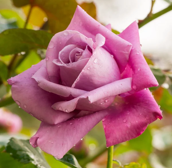 Bela rosa violeta em um jardim — Fotografia de Stock