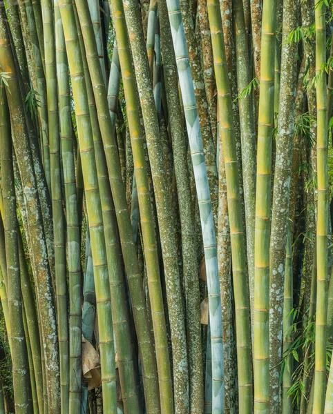 Gran bosque de bambú fresco en el bosque — Foto de Stock