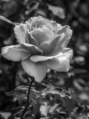 Bahçe güzel turuncu gül