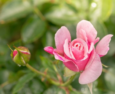 Bahçedeki güzel pembe gül