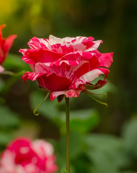 Hermosa rosa rayas amarillas y rojas en un jardín —  Fotos de Stock