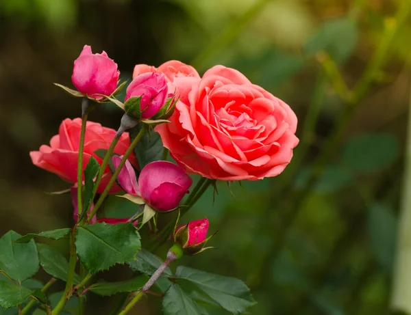 Schöne orangefarbene Rose in einem Garten — Stockfoto
