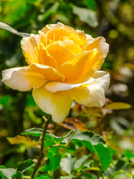 Bela rosa laranja em um jardim — Fotografia de Stock