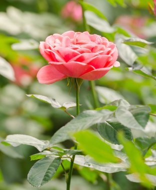 Bahçedeki güzel pembe gül