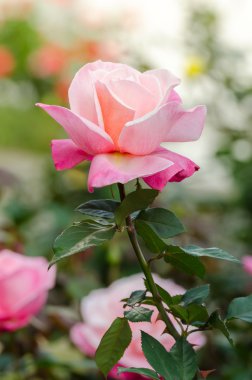 Bahçedeki güzel pembe gül