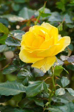 Bahçe güzel Sarı Gül